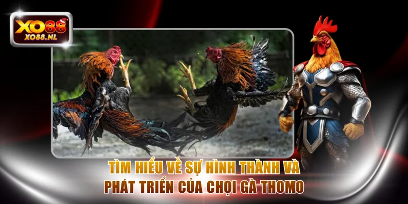 Tìm hiểu về sự hình thành và phát triển của chọi gà Thomo